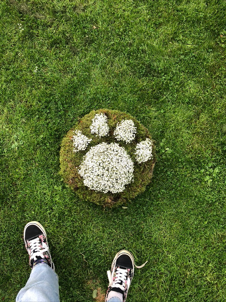 From your pet image 4