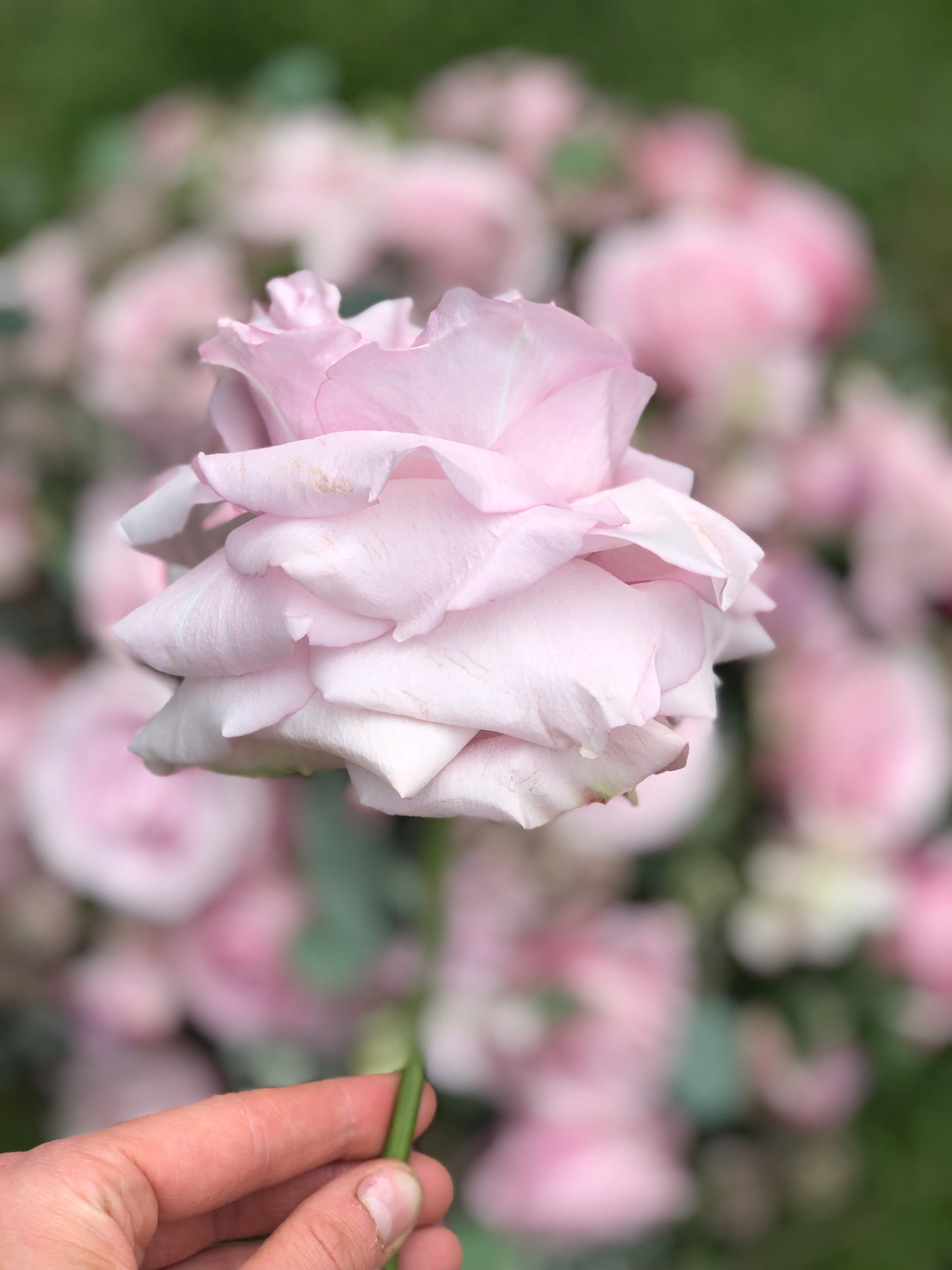 Funeral Posy – Pink | Sympathy & Memorial Flowers (Secret Garden Rose & Astrantia)
