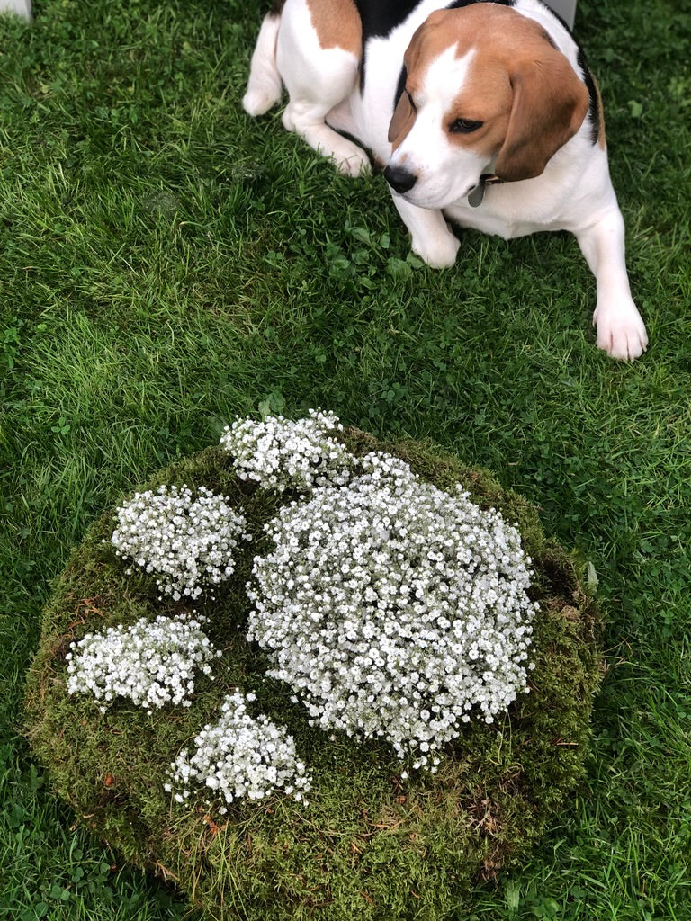 From your pet image 1