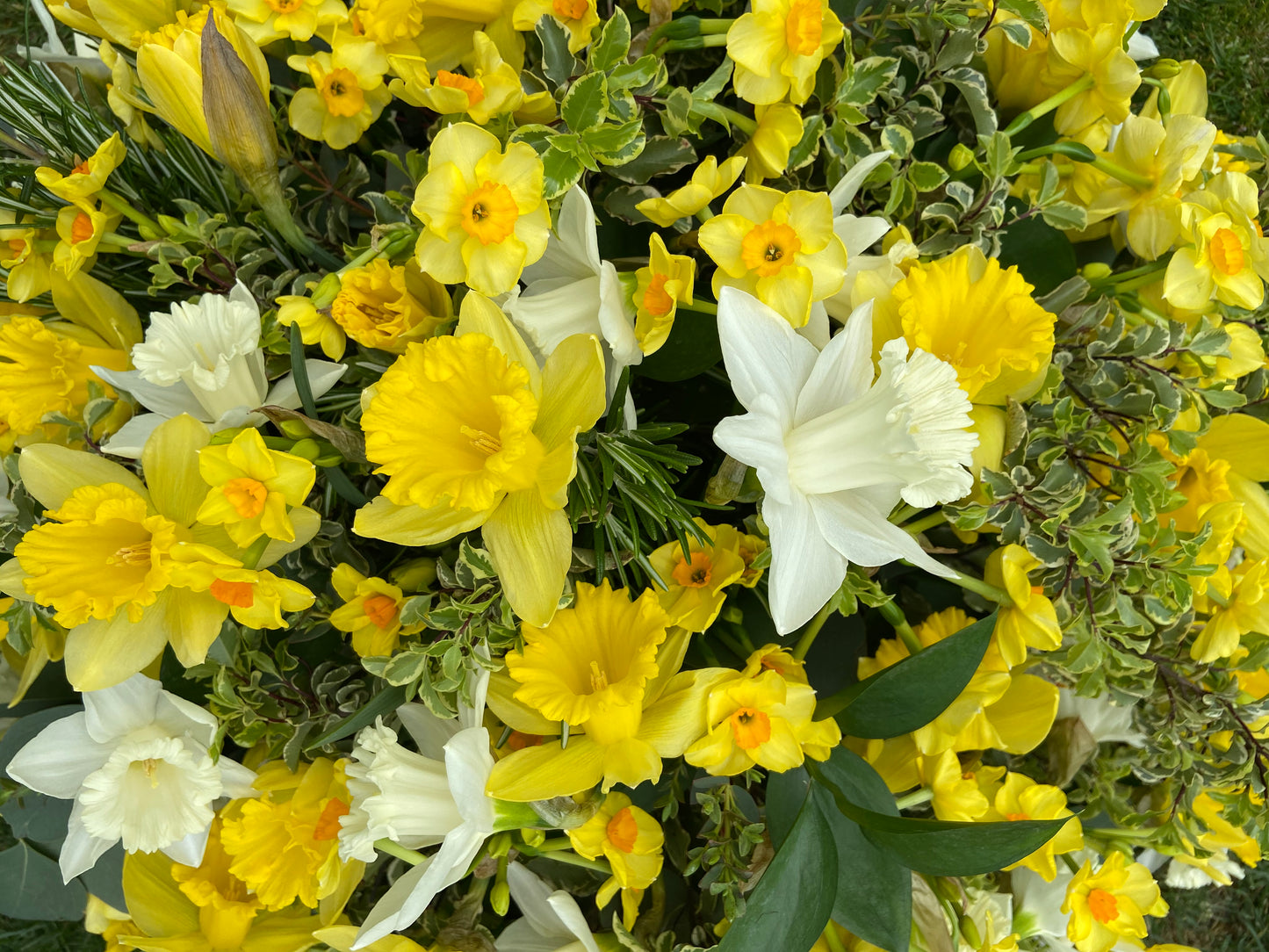 Daffodil Funeral Posy - Fresh Flowers Greenwich