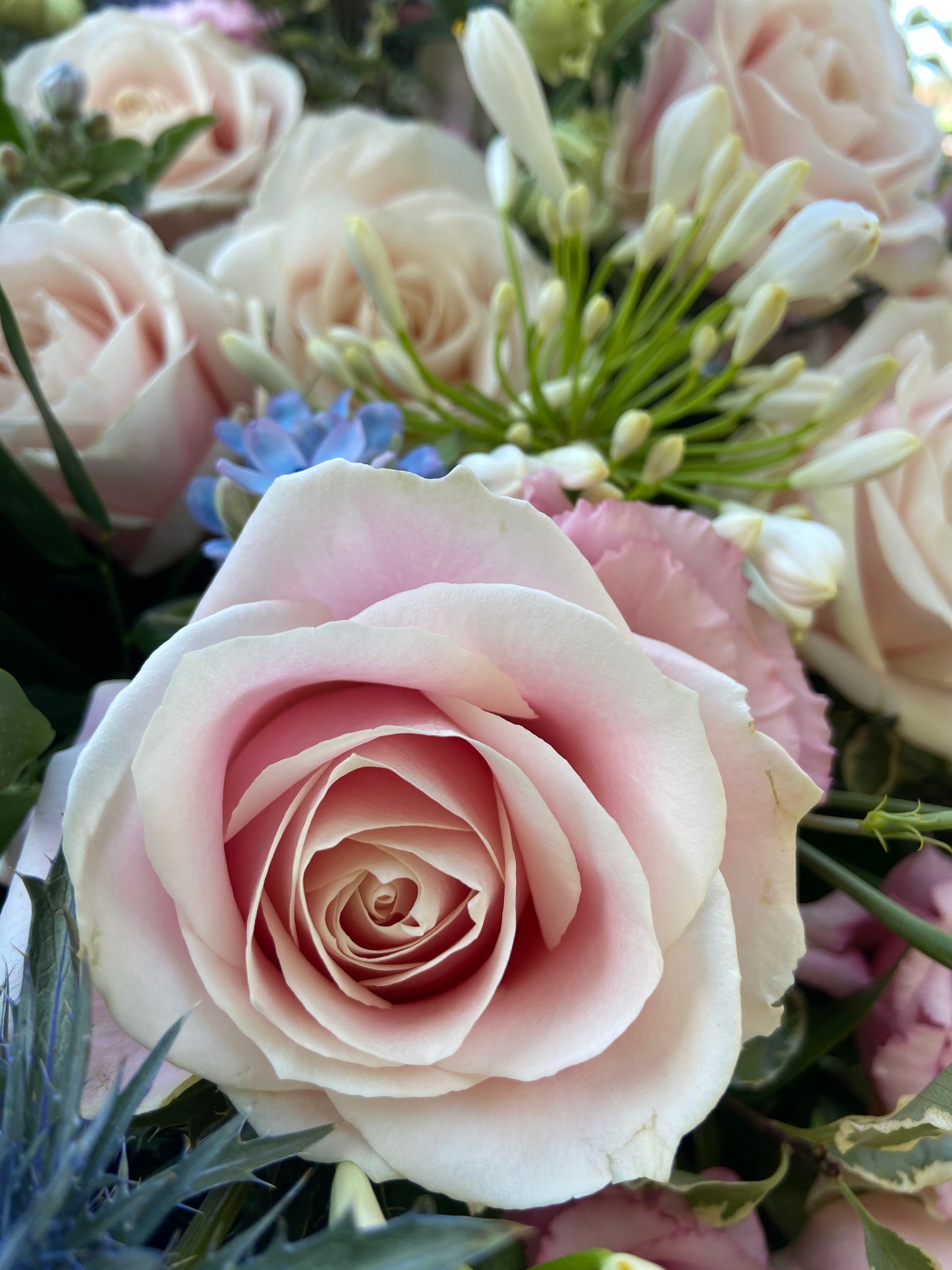 Casket Spray – Pink & Blue Funeral Tribute Flowers (Rose, Thistle & Agapanthus)