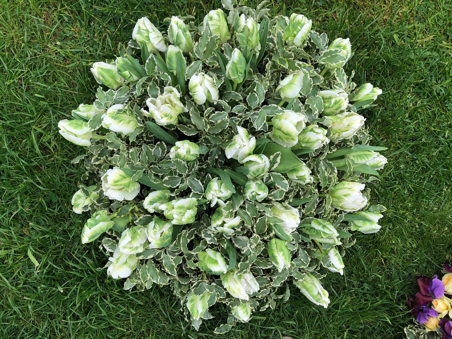 Funeral Posy – White & Green Parrot Tulip | Sympathy & Memorial Flowers