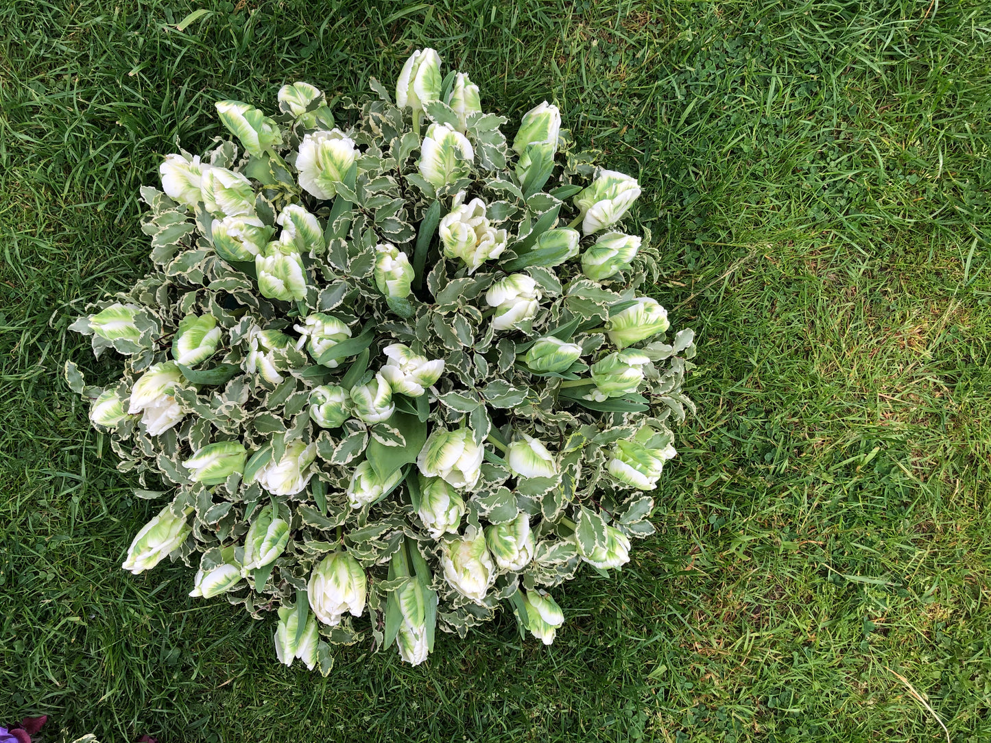 Funeral Posy – White & Green Parrot Tulip | Sympathy & Memorial Flowers