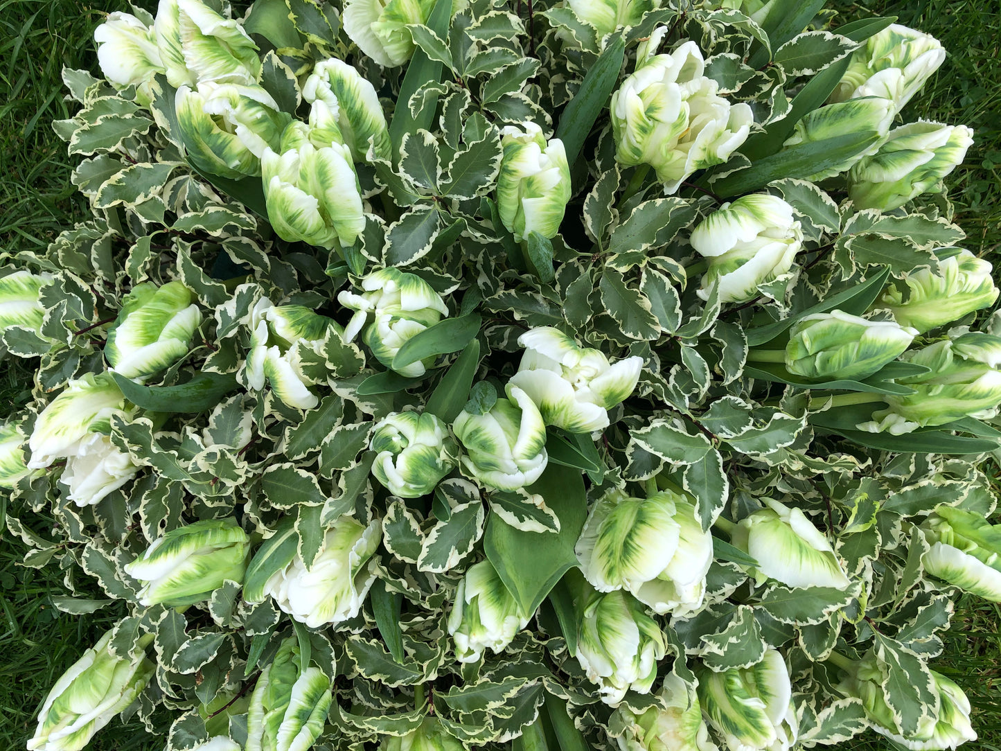 Funeral Posy – White & Green Parrot Tulip | Sympathy & Memorial Flowers