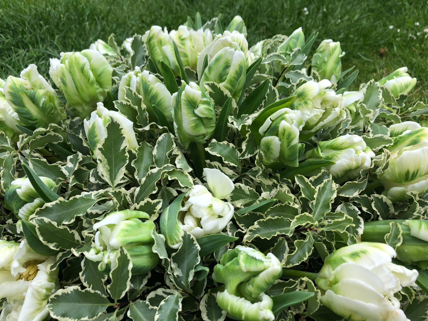 Funeral Posy – White & Green Parrot Tulip | Sympathy & Memorial Flowers