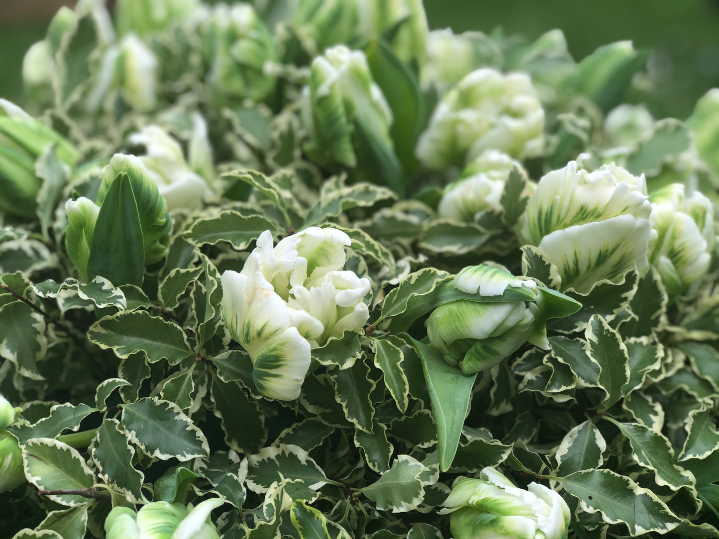Funeral Posy – White & Green Parrot Tulip | Sympathy & Memorial Flowers