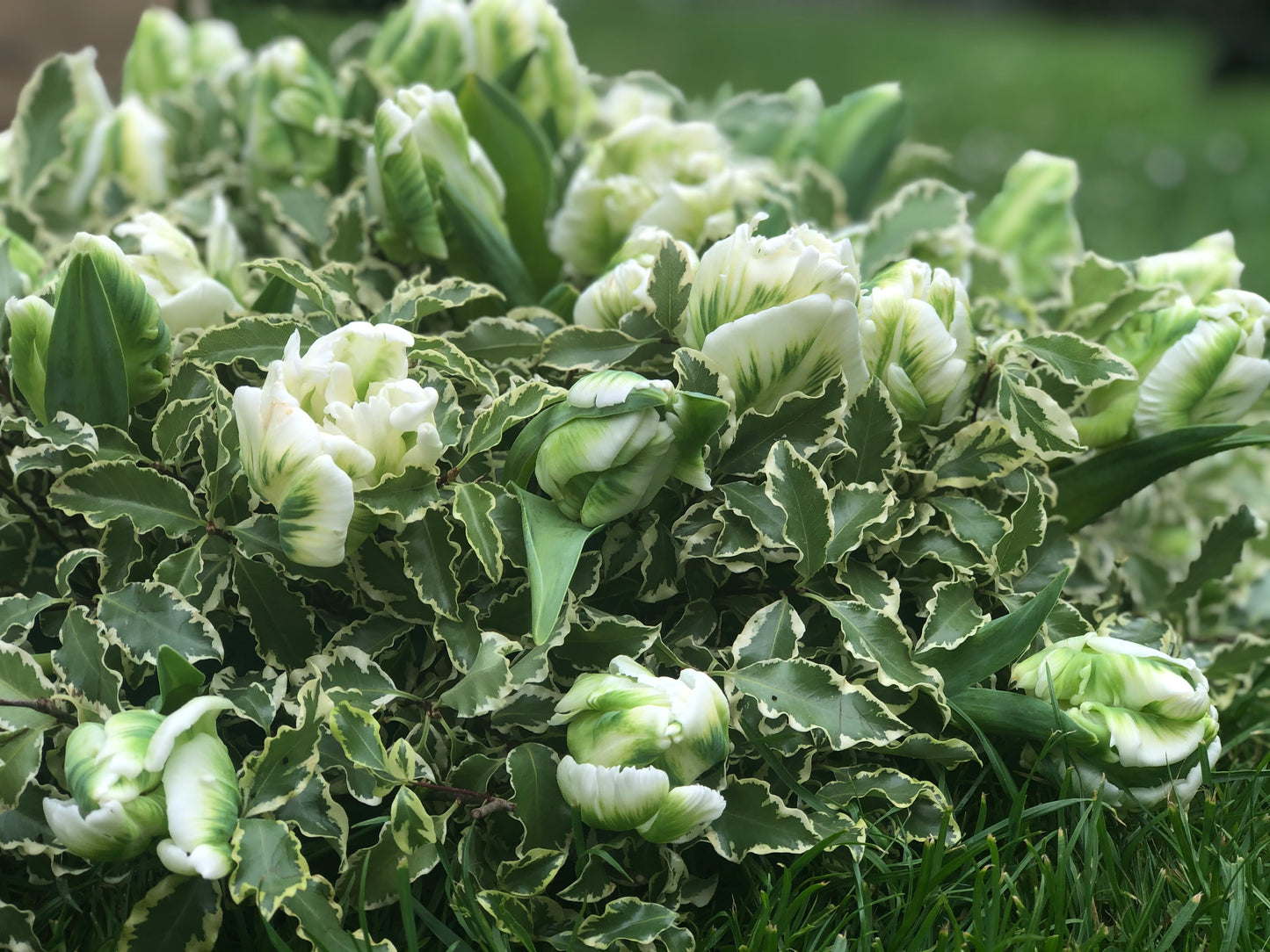 Funeral Posy – White & Green Parrot Tulip | Sympathy & Memorial Flowers