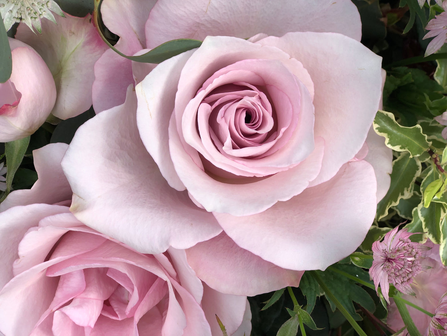 Funeral Posy – Pink | Sympathy & Memorial Flowers (Secret Garden Rose & Astrantia)