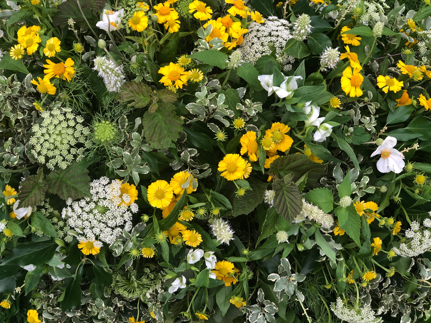Casket Spray – Meadow Funeral Tribute Flowers (Hellebore, Helenium & Ammi)