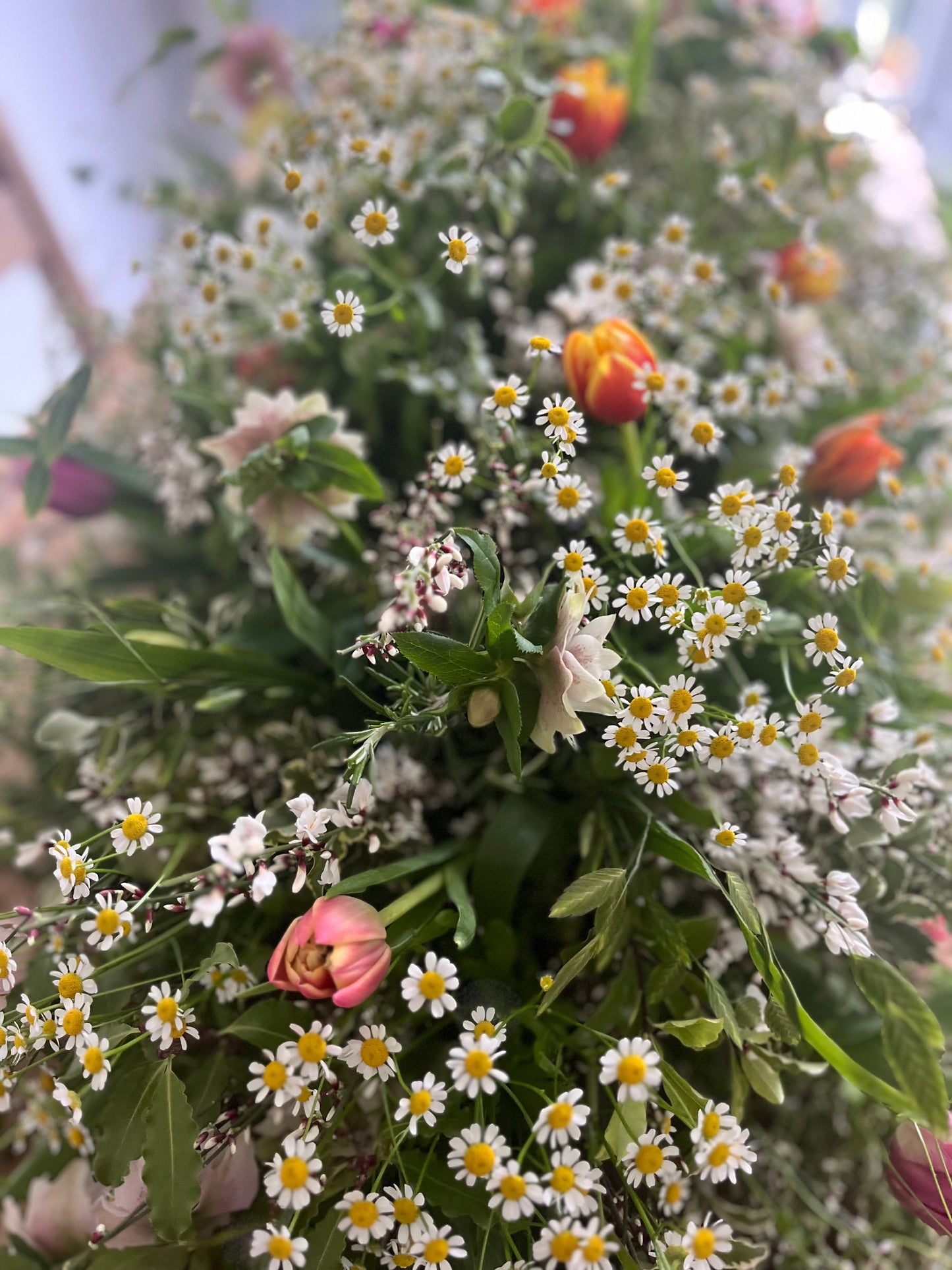 Casket Spray – Garden Funeral Tribute Flowers (Tulips & Hellebores)