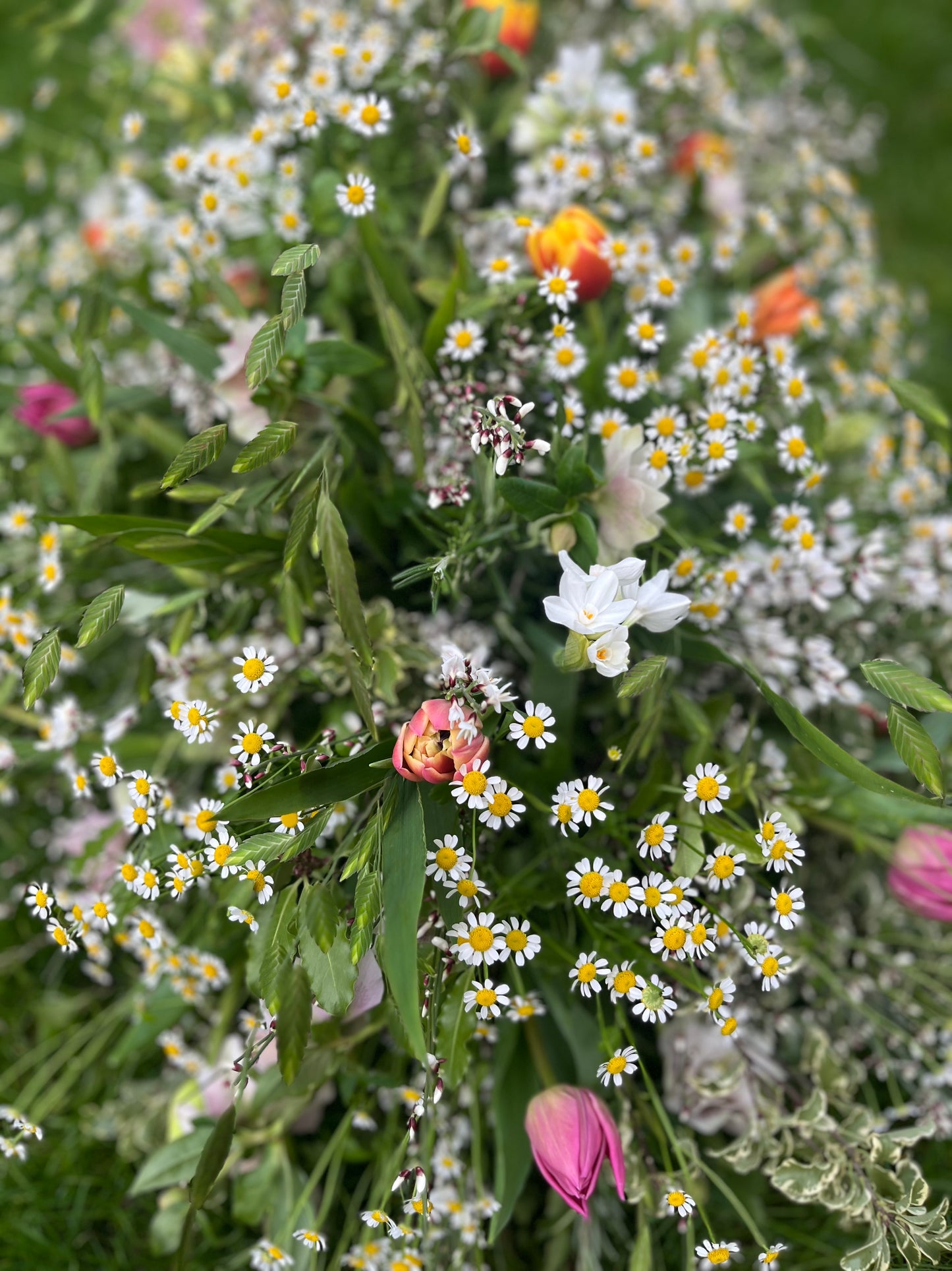 Casket Spray – Garden Funeral Tribute Flowers (Tulips & Hellebores)