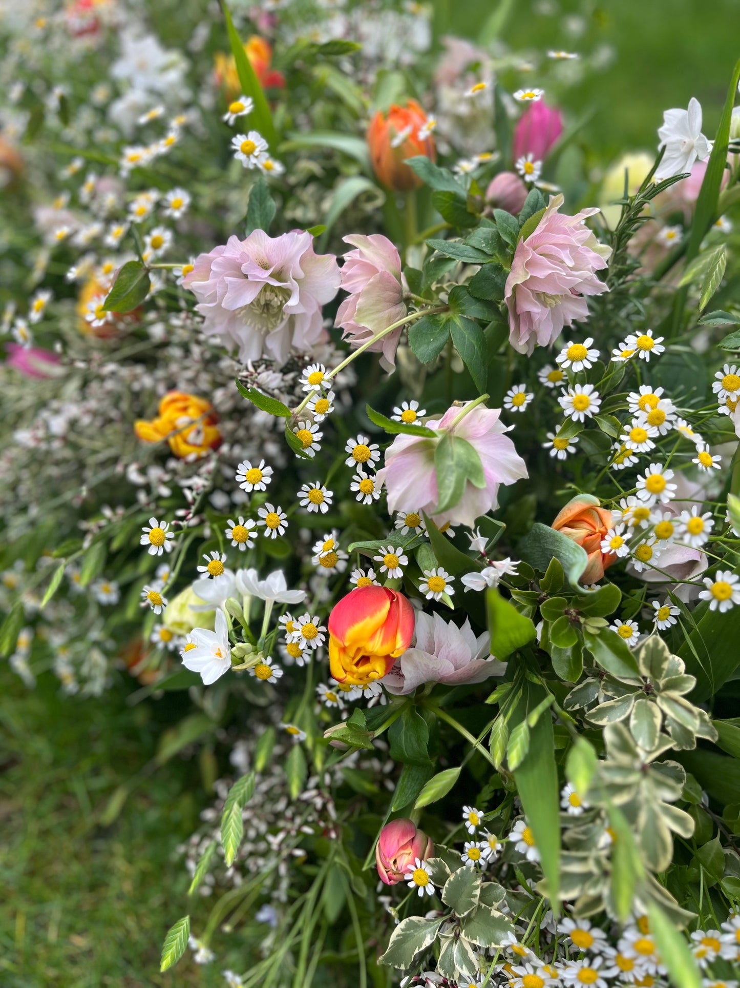 Casket Spray – Garden Funeral Tribute Flowers (Tulips & Hellebores)