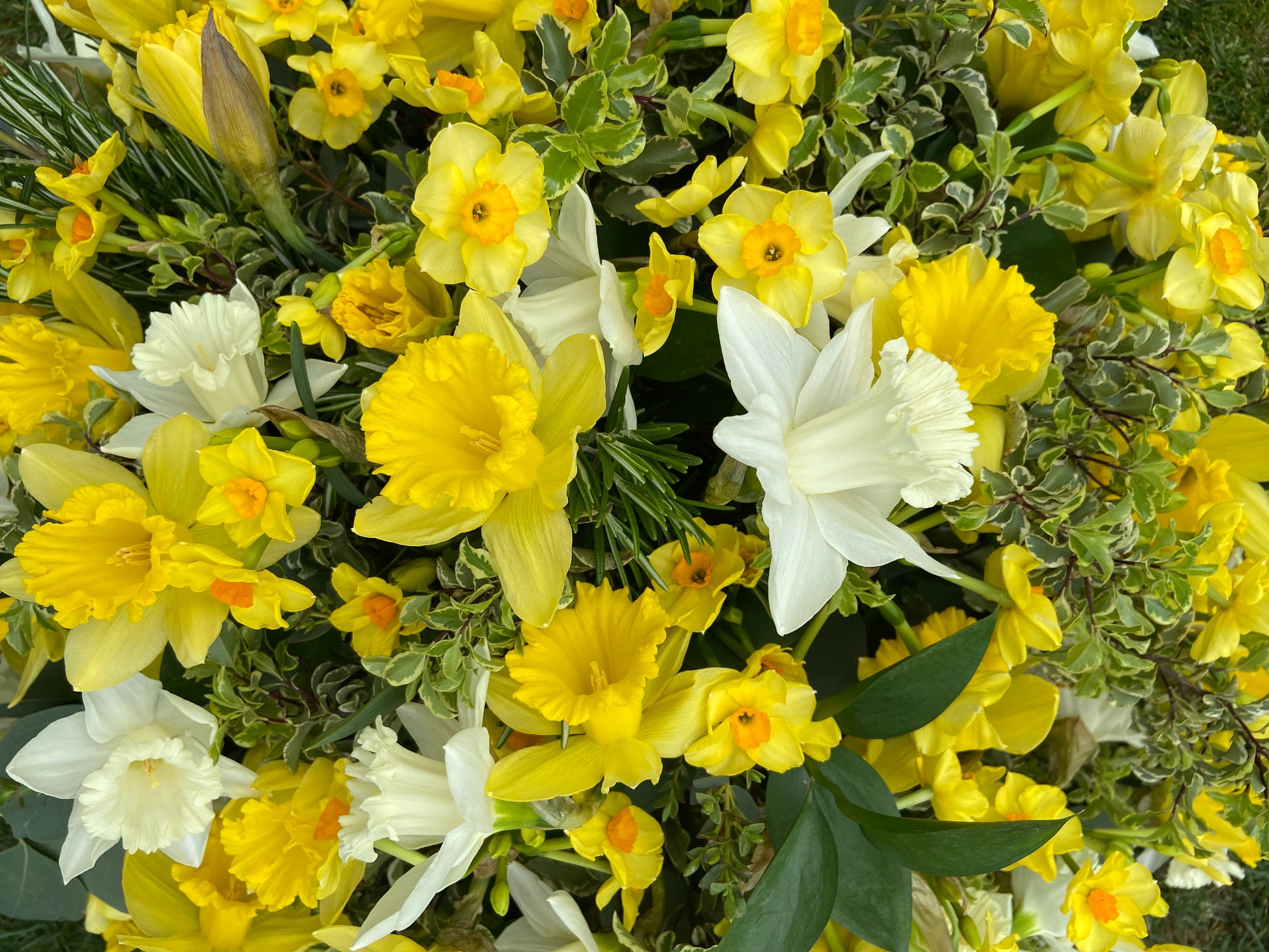Daffodil Funeral Posy - Fresh Flowers Greenwich
